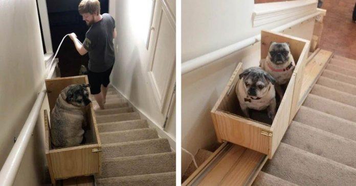 Woman Builds DIY Stairlift For Her Pack Of Senior Rescue Dogs Grandma   126179423 1723305484509932 937424594021918027 N 