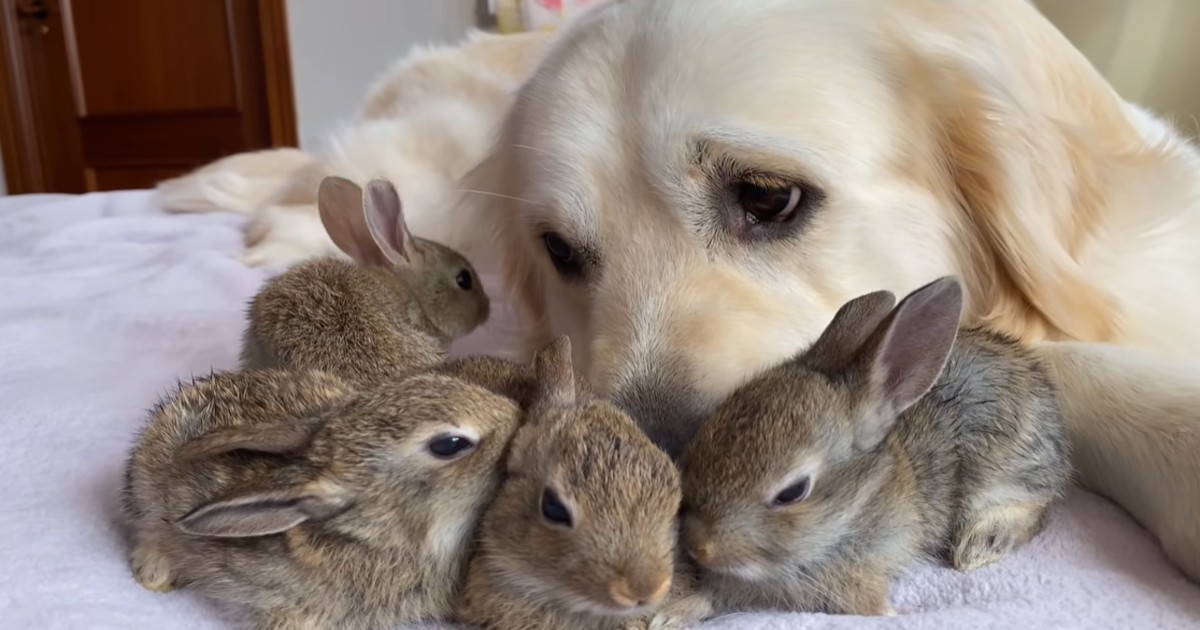 Adorable Baby Bunnies Think This Golden Retriever Is Their Dad - Grandma's  Simple Recipes