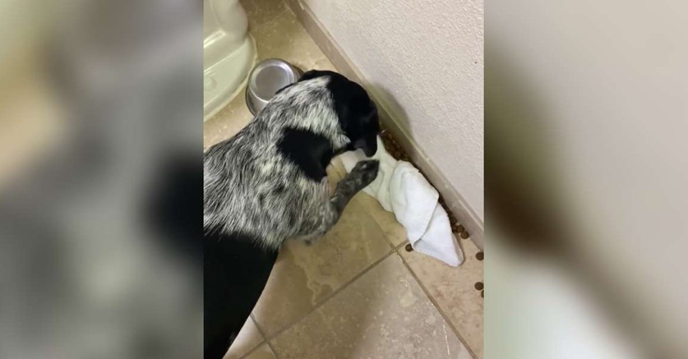 Dog Accidentally Spills His Food And Tries To Clean Up By Himself