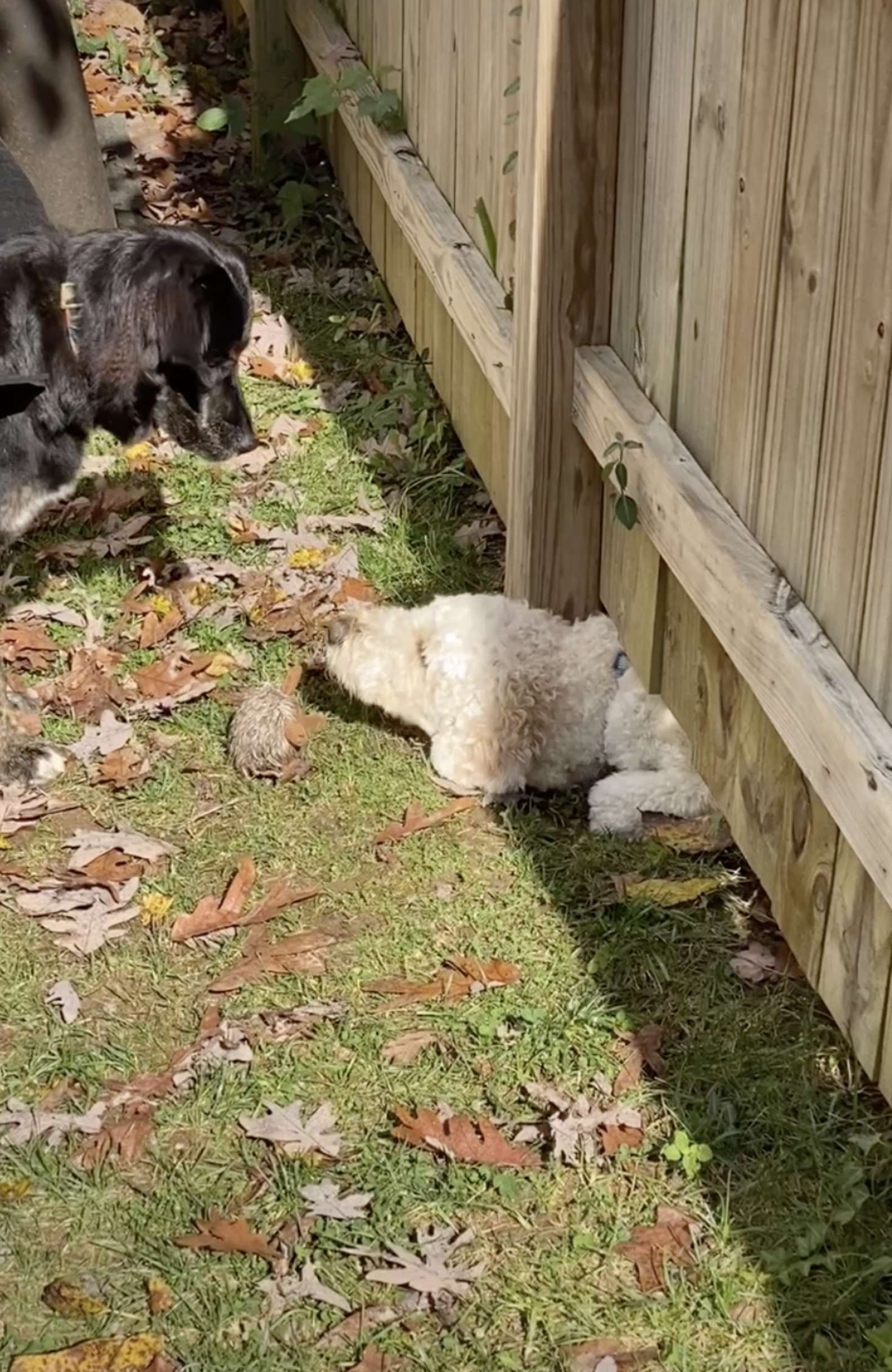 Dog Won't Let Fence Stop Him From Meeting His New Neighbor - Grandma's Simple Recipes