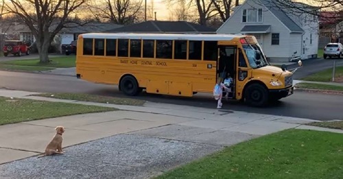 Puppy Makes Sure 'His' Kids Get On School Bus Safely Every Morning