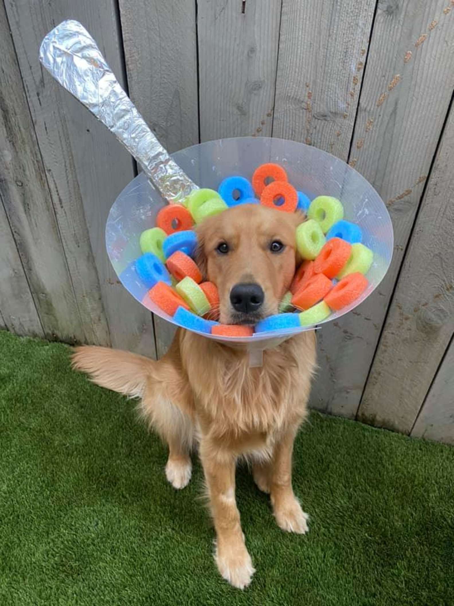 Dog's Mom Decorates His Cone Every Day To Help Him Feel Better