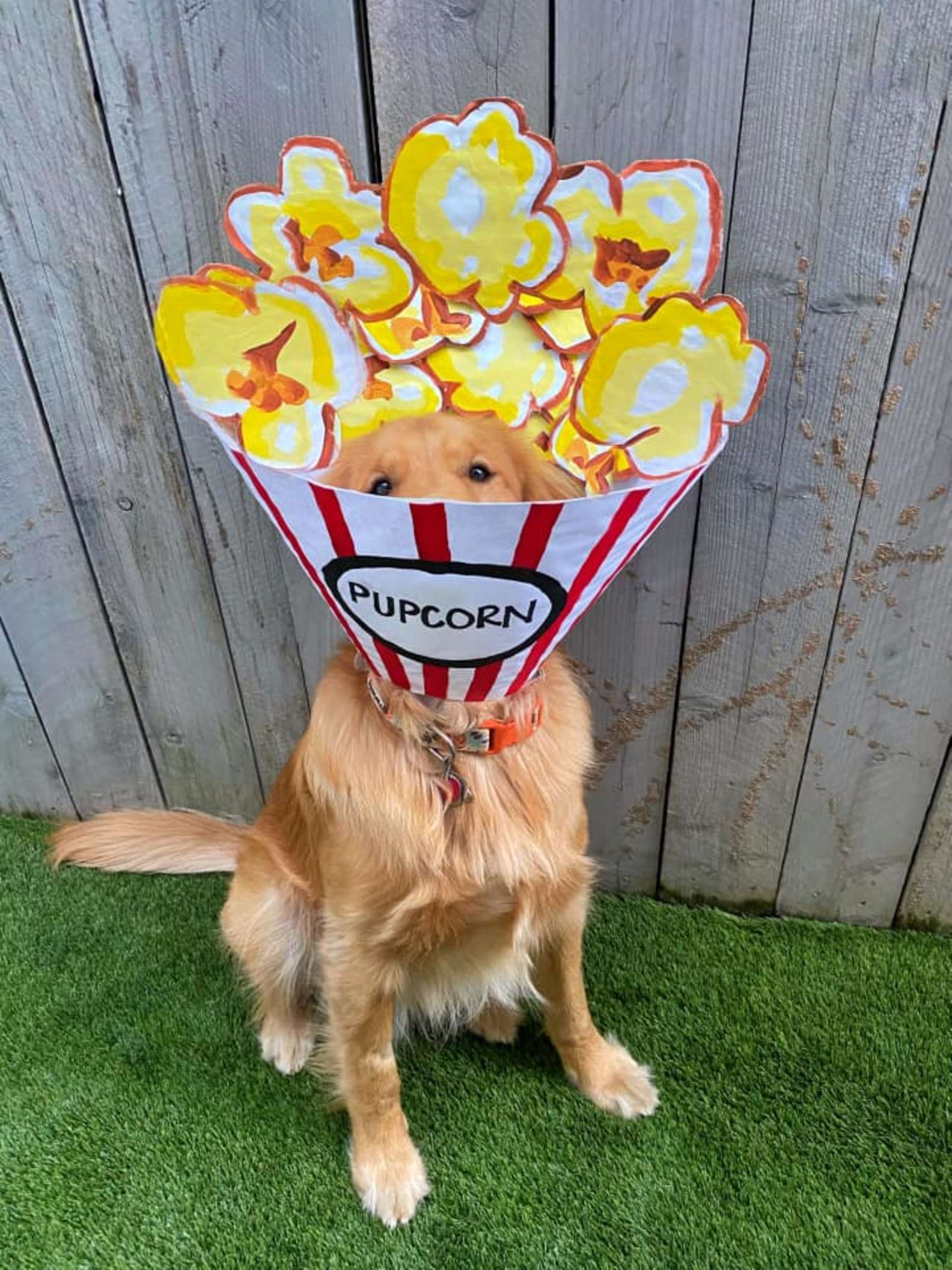 Dog's Mom Decorates His Cone Every Day To Help Him Feel Better