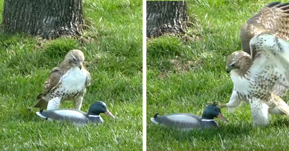 duck hawk sounds duck hawk sounds