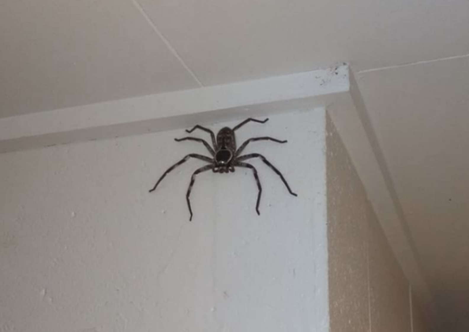 Woman Has Shared Her Home With A Giant Spider For The Past Year Grandma S Simple Recipes