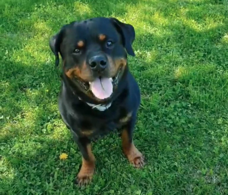 Sweet Rottweiler Comforts Stranger In Park Who Recently Lost His Dog Grandma's Simple Recipes
