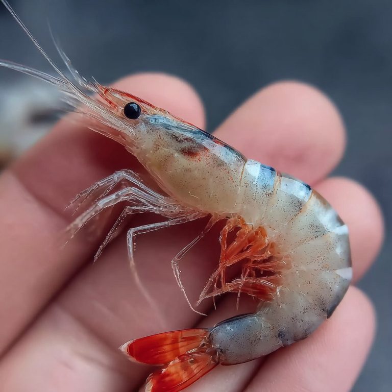 That One Shrimp Dinner That Got Weird (But Taught Me Something)